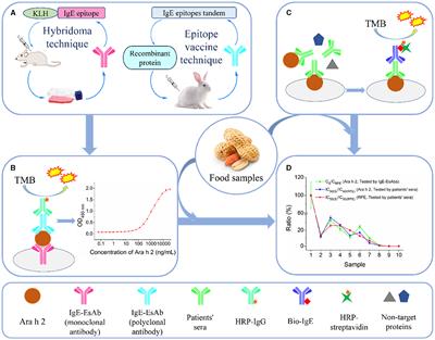 A novel IgE epitope-specific antibodies-based sandwich ELISA for sensitive measurement of immunoreactivity changes of peanut allergen Ara h 2 in processed foods